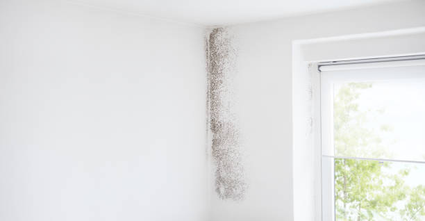 Best Mold Damage Restoration  in Mountain Village, CO