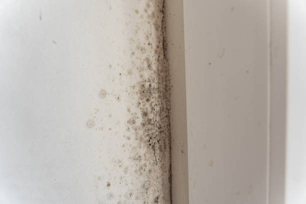 Best Forensic Mold Investigation  in Mountain Village, CO