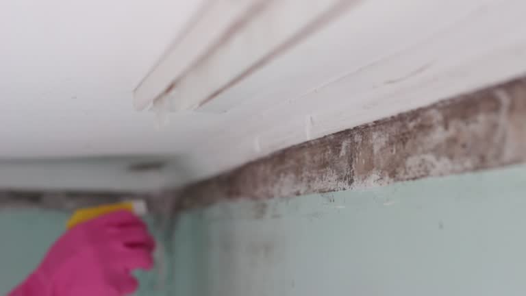 Best Air Quality Testing for Mold Spores  in Mountain Village, CO