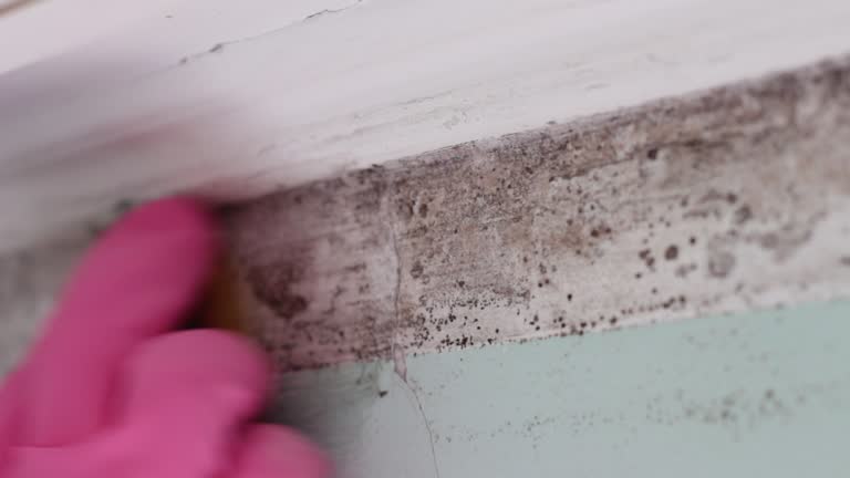 Mountain Village, CO Mold Removal Pros
